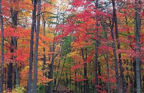 Laurelville Cabin | LUXE ONE | RED WOLF FALLS*HOCKING HILLS*CLOSE TO EVERYTHING-TRAILS,HOT TUB,SAUNA,FIREPLACE,GAME ROOM
