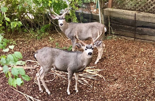 Lodge Hill House | The Redwood Hearts Cottage in Cambria
