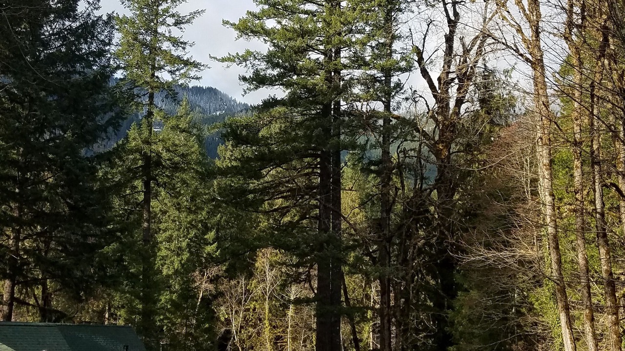 Photo of Outdoor in McKenzie Bridge